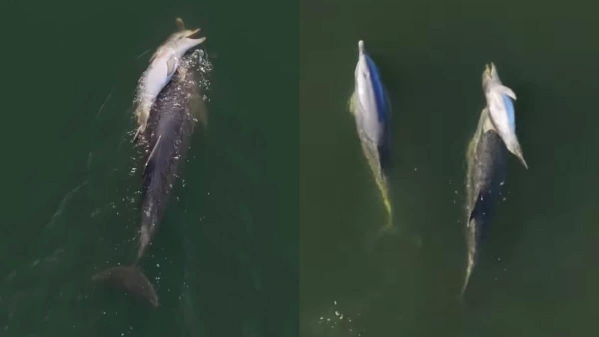delfino comprotamenti