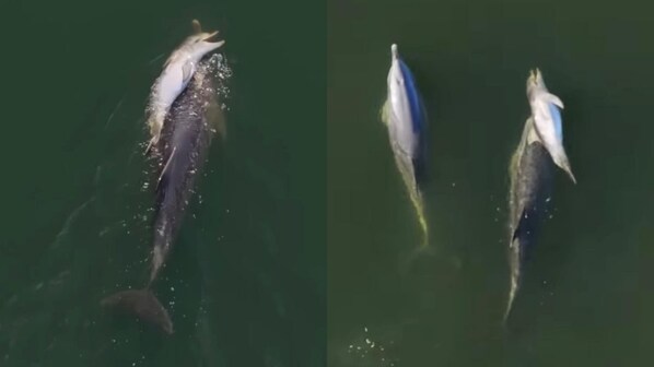 delfino comprotamenti