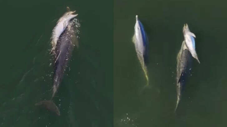 delfino comprotamenti