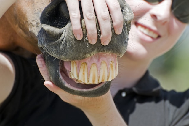 denti cavalli