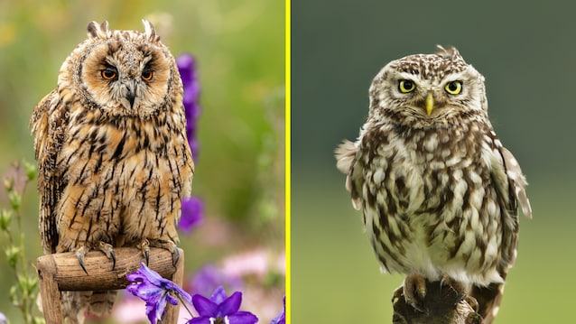 differenze colorazione gufo civetta