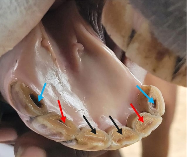 età cavalli erosione dentale coppa