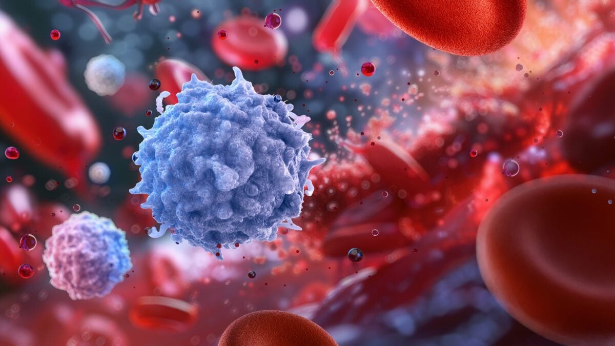 evoluzione cellule del sangue