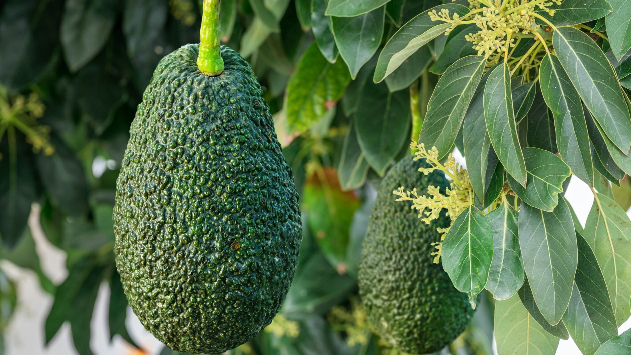 fiori avocado