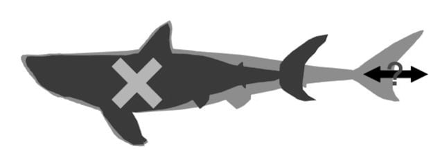 forma del megalodonte