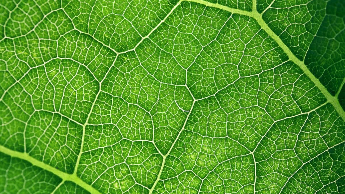 fotosintesi clorofilliana nuova scoperta