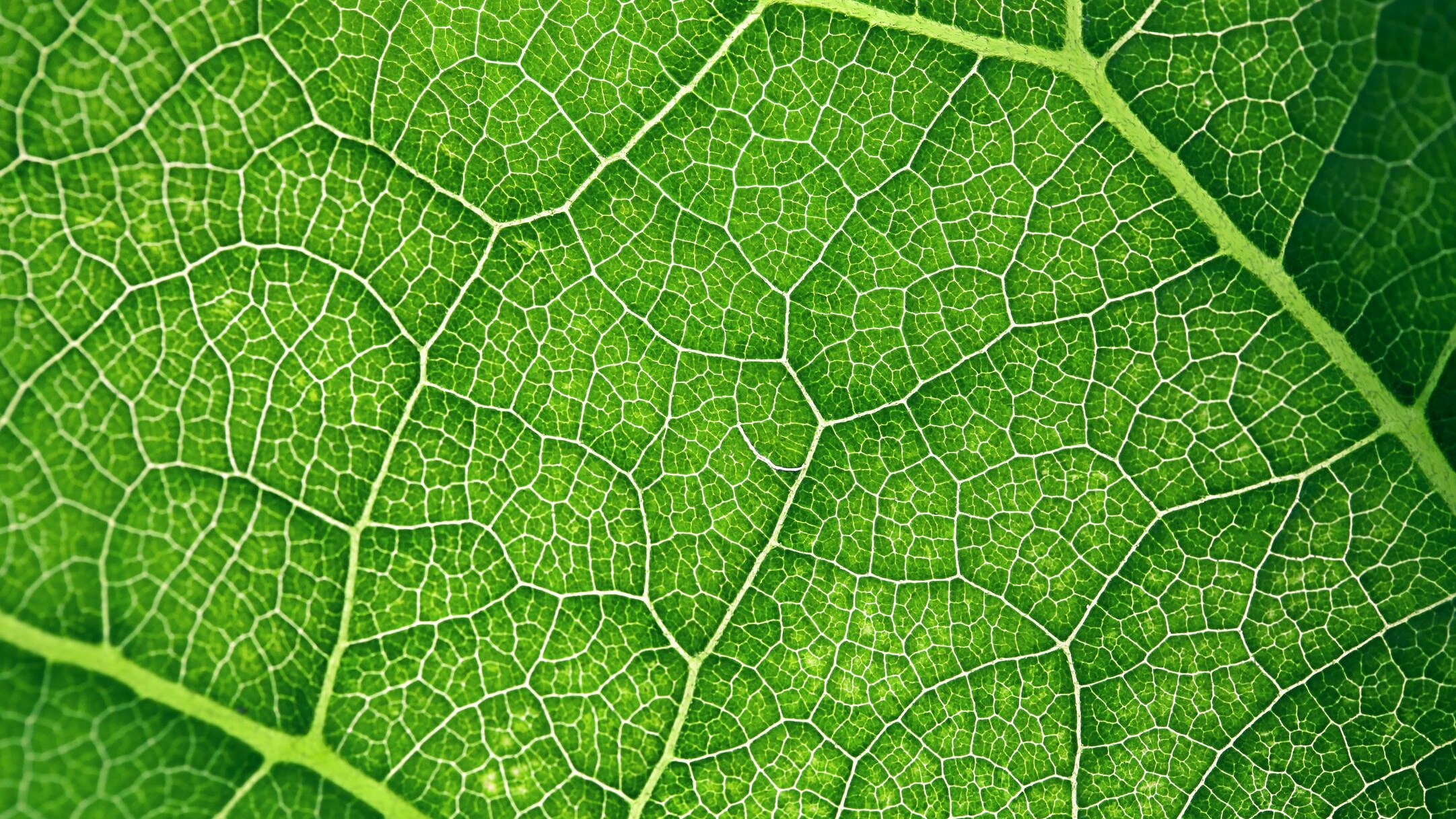 fotosintesi clorofilliana nuova scoperta