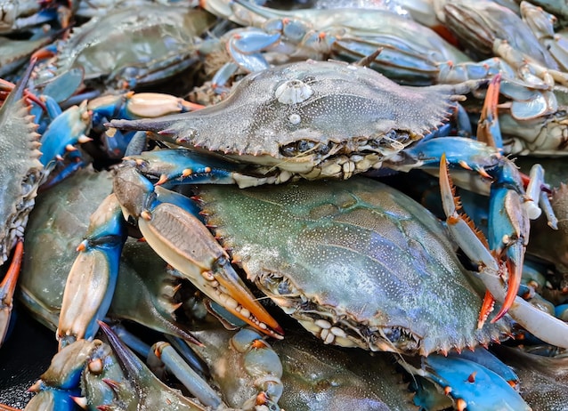 granchio blu