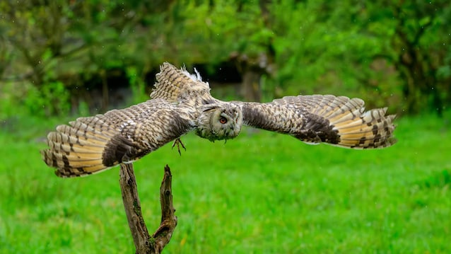 gufo in volo