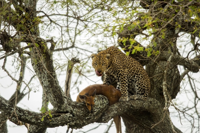 leopardo con preda su un albero