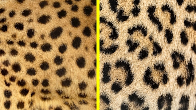 macchie leopardo e ghepardo