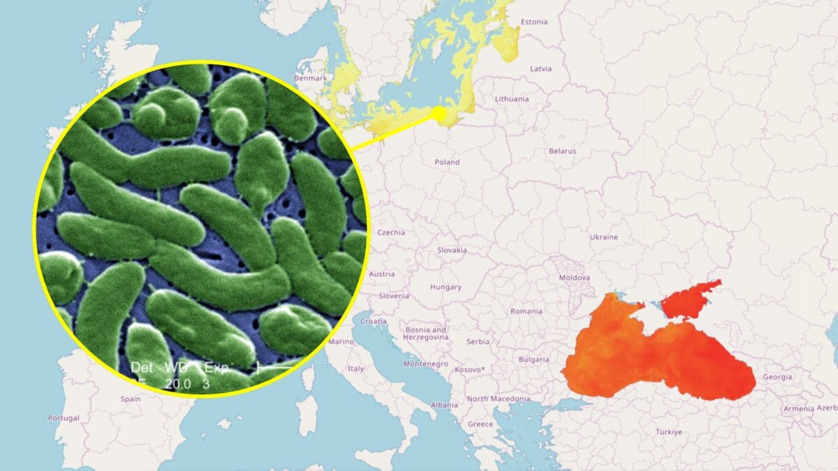 mappa vibrio thumb geopop