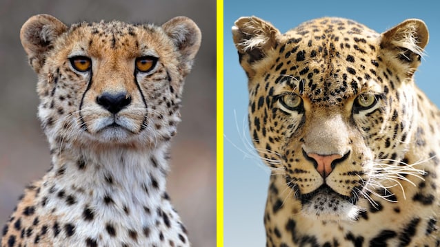 muso ghepardo vs leopardo