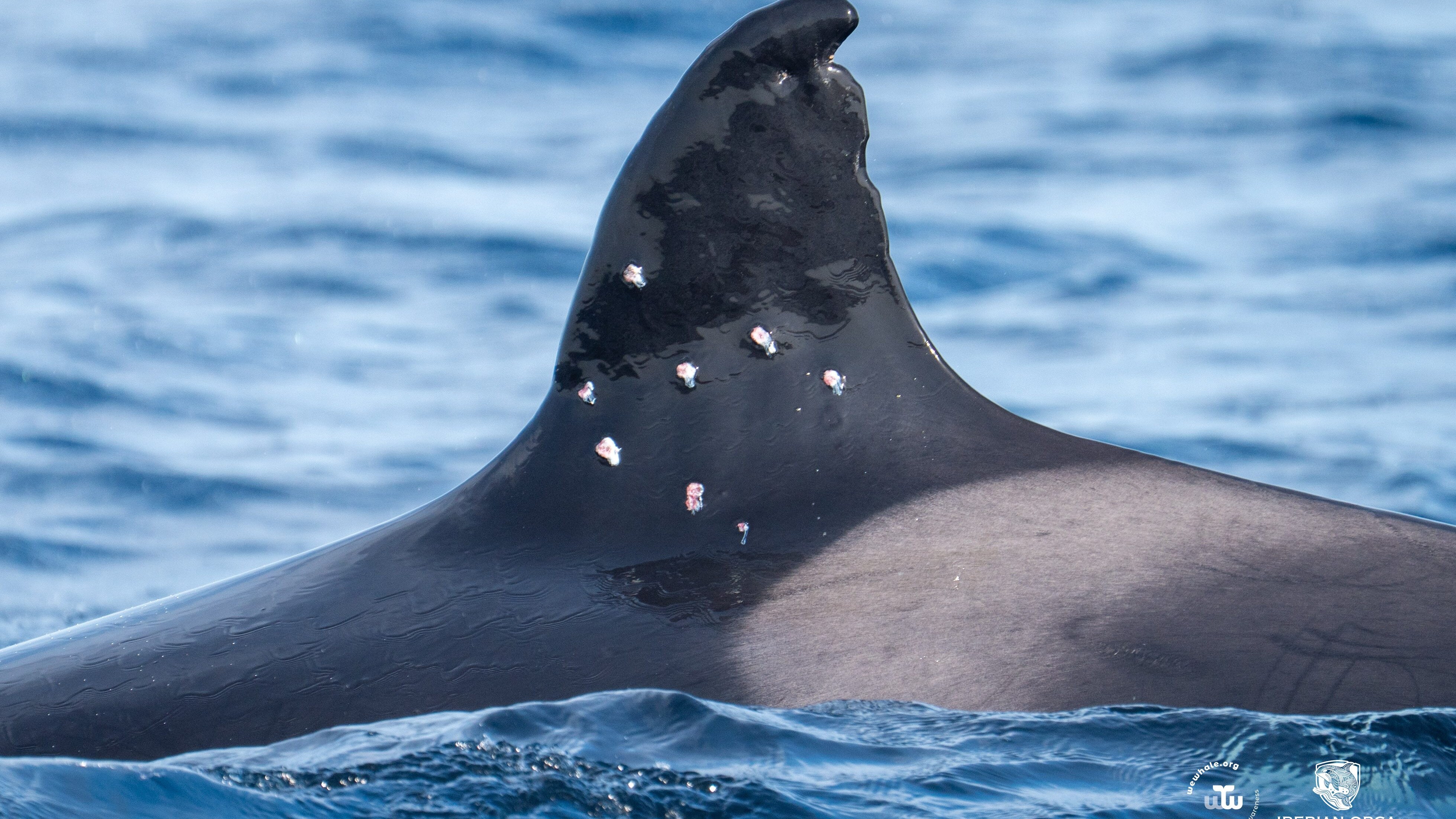 toni orca spagna ferita