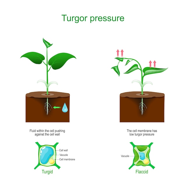 turgore cellulare piante