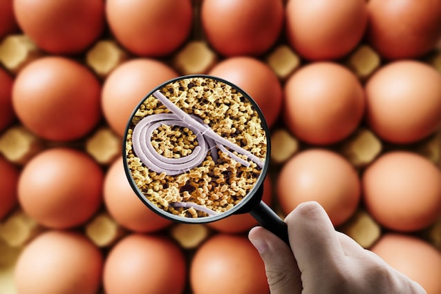 uova guscio salmonella