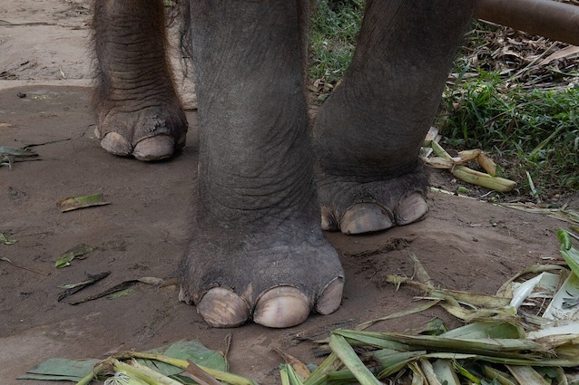 zampe elefante asiatico