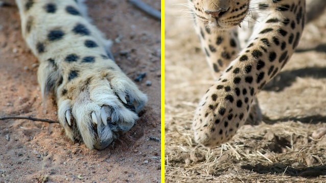 zampe leopardo e ghepardo