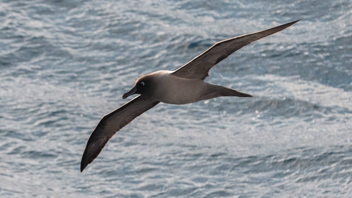 Albatro mantochiaro