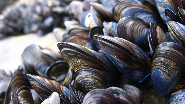 Come si riproducono le cozze