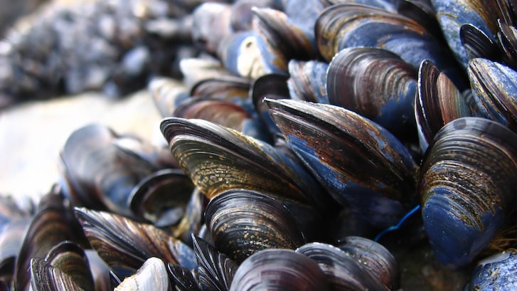 Come si riproducono le cozze