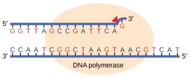 DNA polimerasi Proofreading