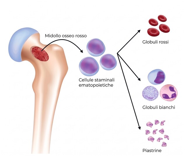 cellule staminali emopoietiche