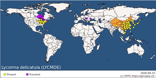 mappa distribuzione lanterna maculata
