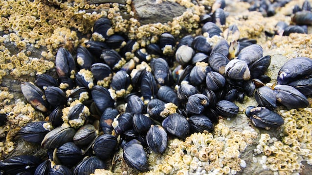 Piccole cozze associate al substrato