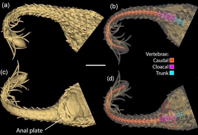 tomografia vipera cornuta iraniana