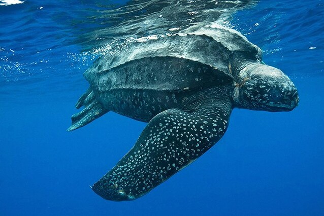 Tartaruga liuto NOAA