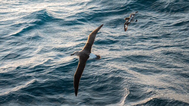 albatro testagrigia + petrello del capo