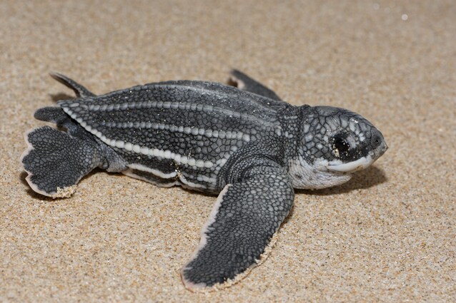 baby tartaruga liuto
