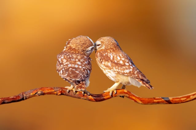 bacio animali