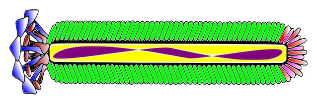 batteriofago-m13