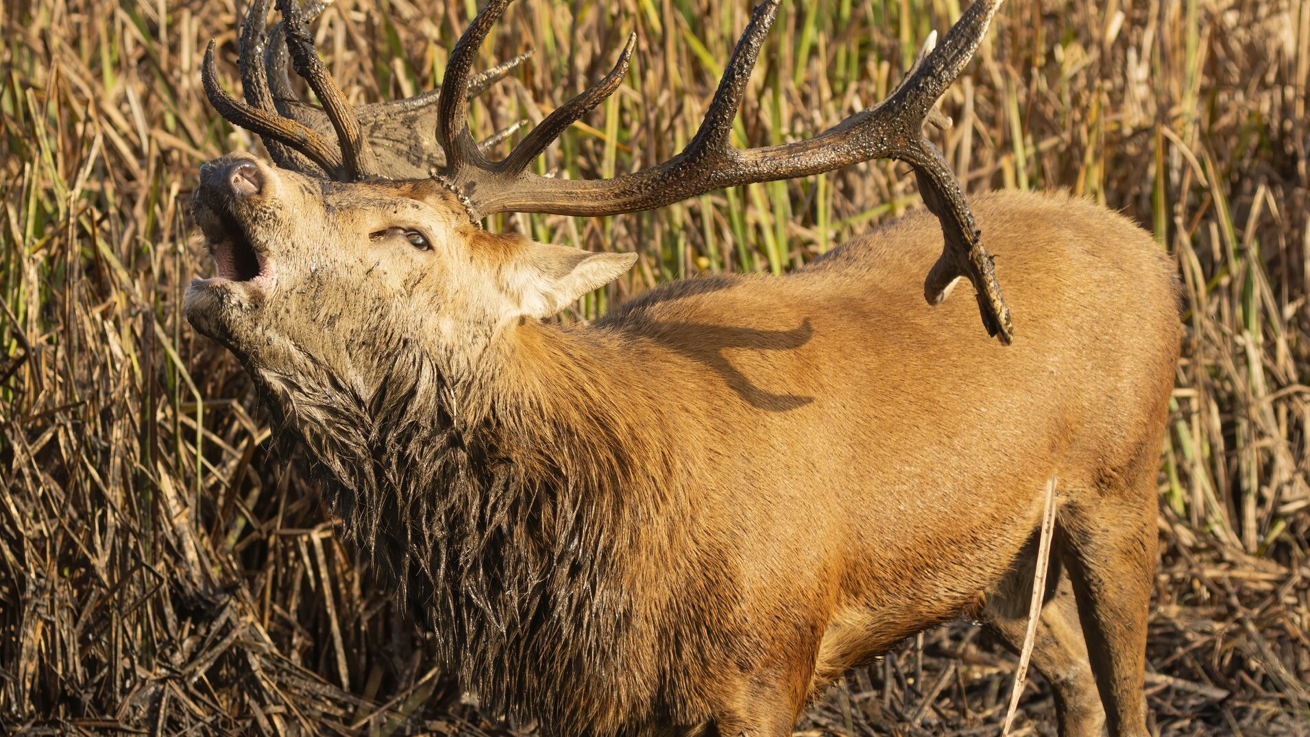 bramito cervi