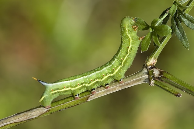 bruco sfinge colibrì