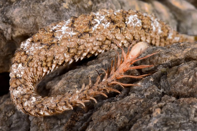 coda ragno vipera cornuta iraniana