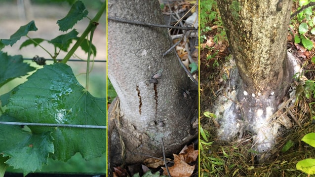 danni alberi Lycorma delicatula