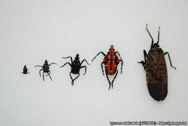 fasi vitali lanterna maculata