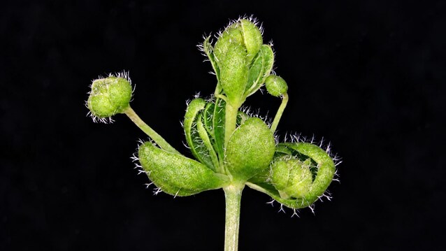 fillodia estrema