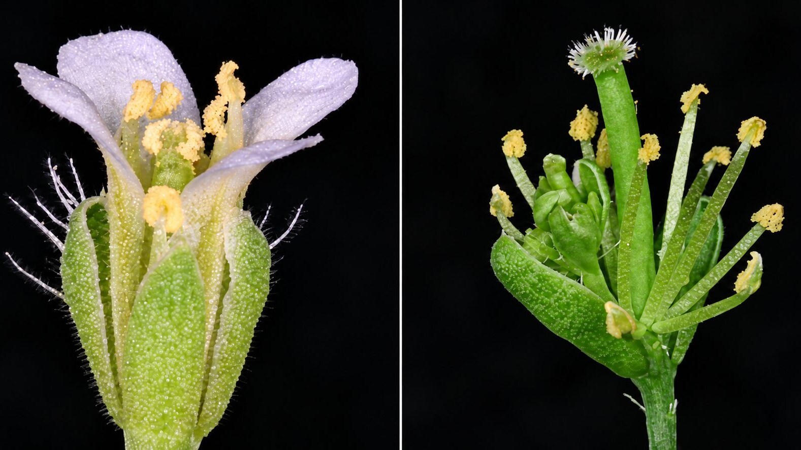 fillodia trasformare fiori in foglie