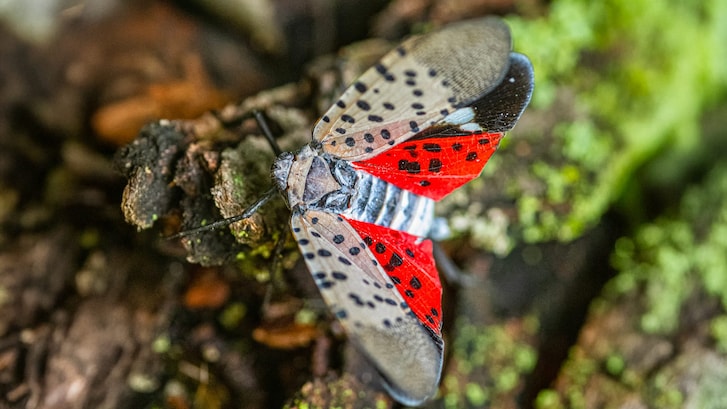 lanterna maculata thumb
