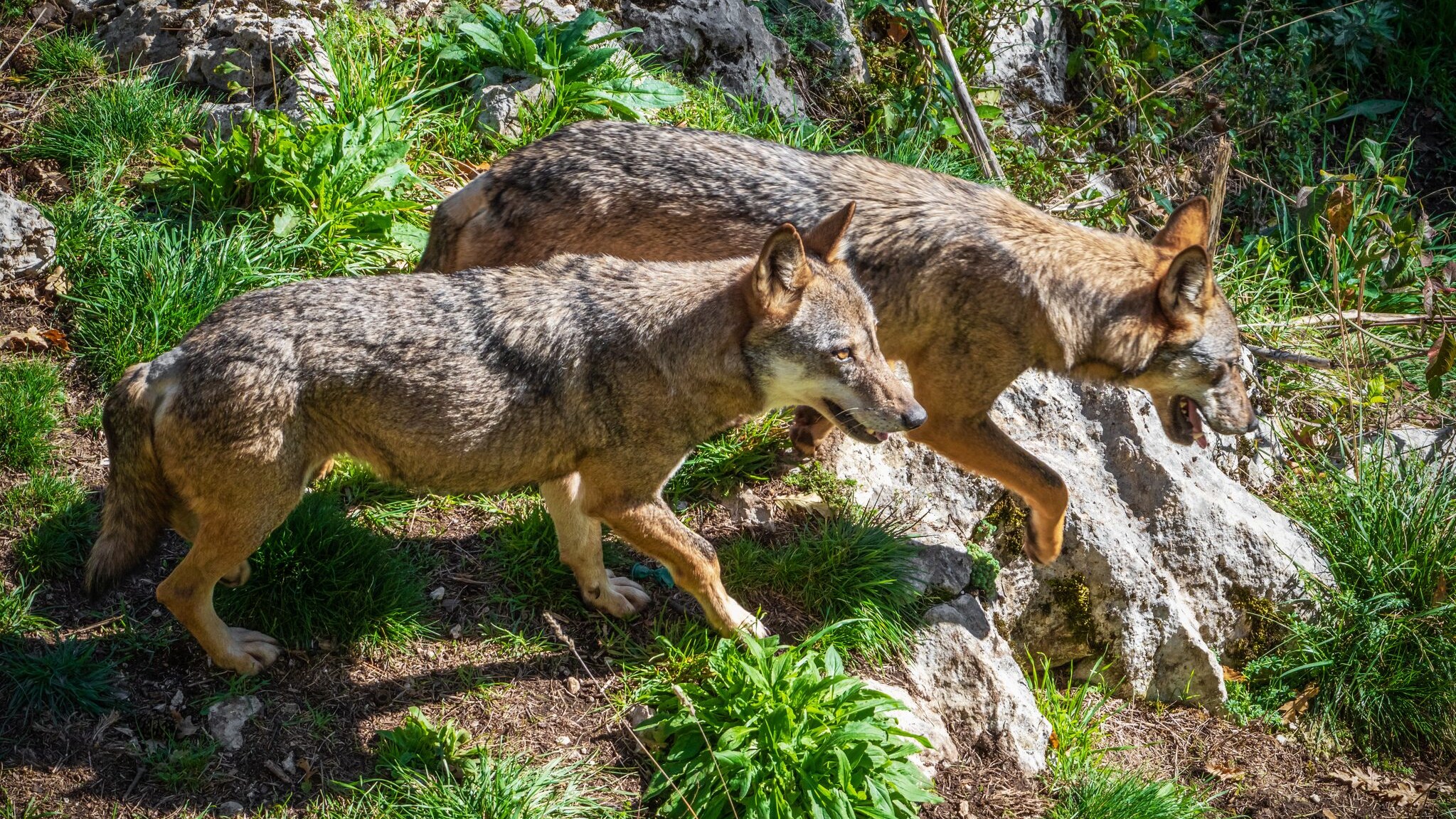 lupo appenninico rischi