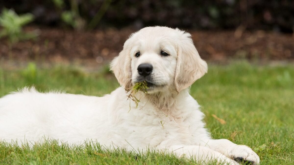 perché i cani mangiano l'erba