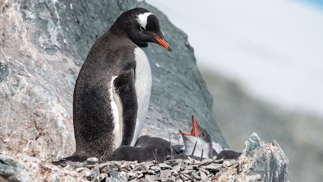 pinguino papua