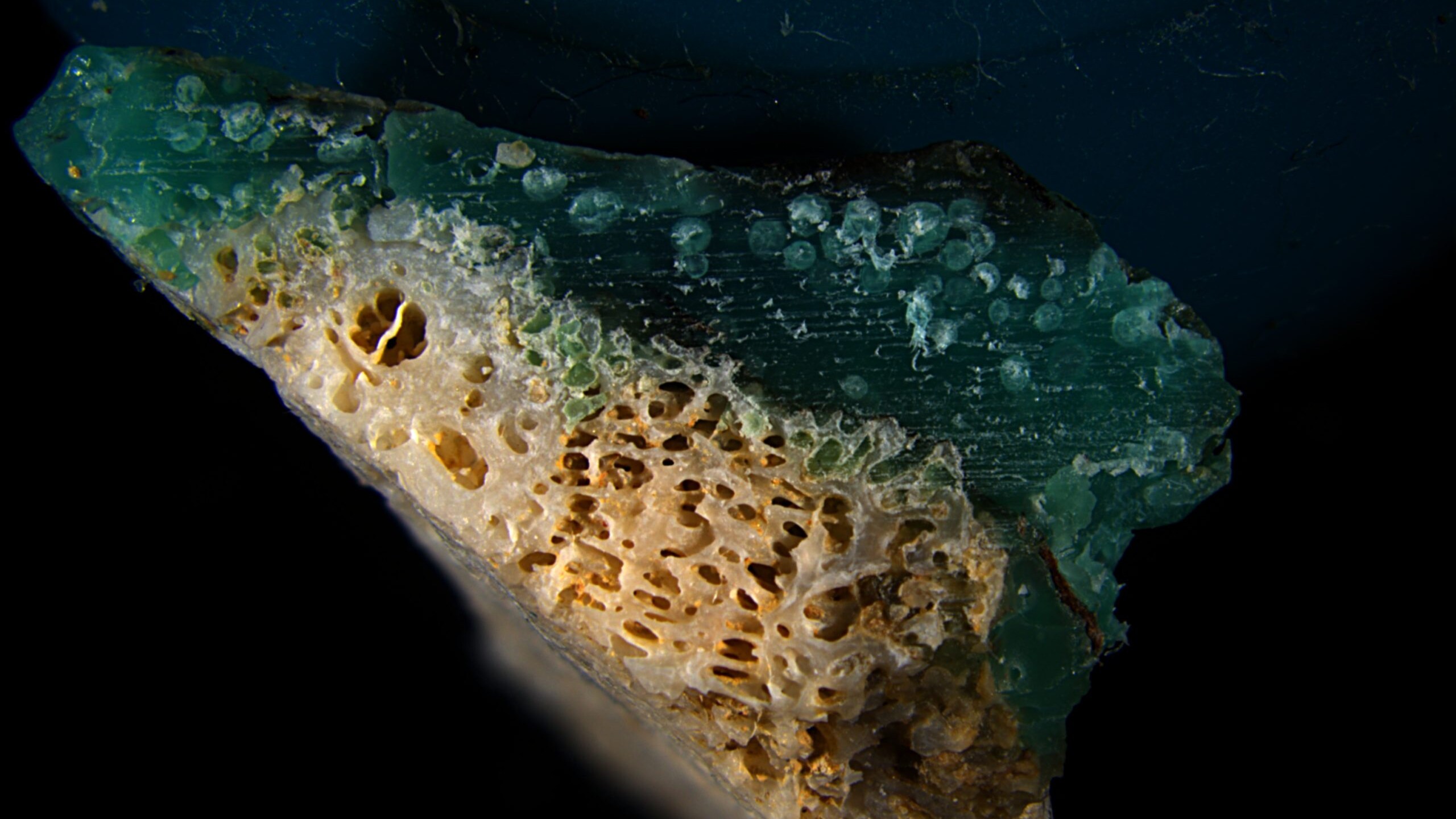 plasticorallo1