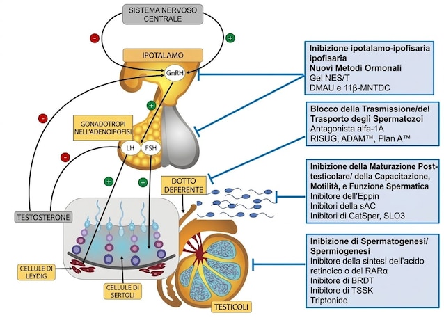 produzione spermatozoo