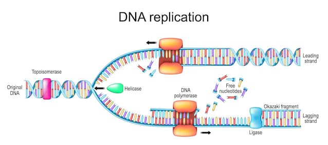 replicazione DNA