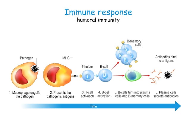 risposta immunitaria anticorpi